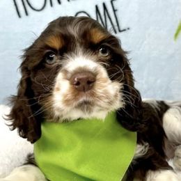 Cocker Spaniels from Swift Creek Cocker Spaniels