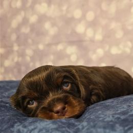 Floki - Chocolate male Cavalier King Charles Spaniel puppy in Neosho, Missouri from Pups on the Ridge