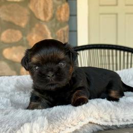 Boy 1 - Black and tan male Shih Tzu puppy in Calimesa, California from Little Mountain’s Shih Tzus