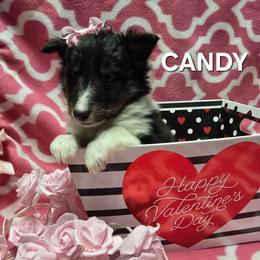 Candy - Black white and tan female Shetland Sheepdog puppy in Wapello, Iowa from Willow Rayne shelties and more
