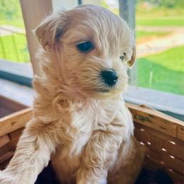 Finn - Champagne male Maltipoo puppy in Ashville, Alabama from LMC Pups