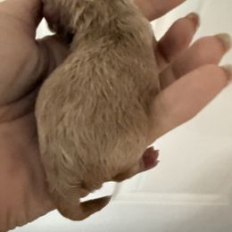 Boy 1 - Red male Maltipoo puppy in California from Yorkie & Maltese Royalty