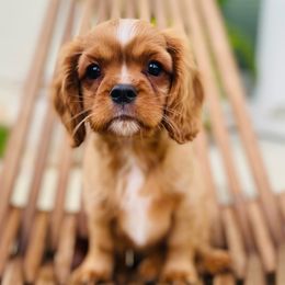 Cavalier King Charles Spaniels from Cavi Love