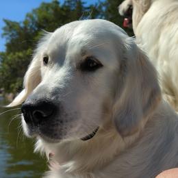 Kiley - Golden Retriever
