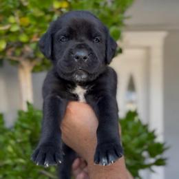 Male 1 - Black male Cane Corso puppy in California from Donato Kennels
