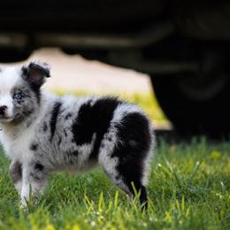 Dakota - Blue merle male Miniature Australian Shepherd puppy in Lowgap, North Carolina from Baileys Mini Aussies