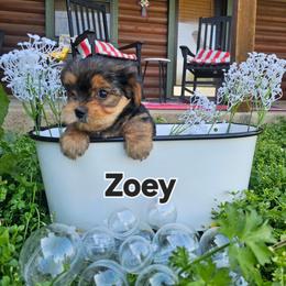 Faith - Black and tan female Morkie puppy in Terrell, Texas from PBJ Farms
