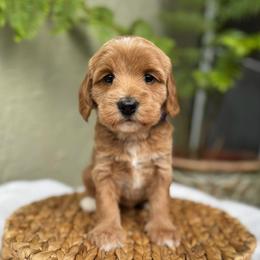 Nazca - Caramel red female Australian Labradoodle puppy in Morgan Hill, California from Loving Labradoodle