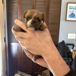 VeeVee - Belge female Brussels Griffon puppy in Ogden, Utah from Shelly's Brussels Griffons
