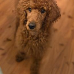 Miss Gold collar - Red  male Poodle puppy in Pylesville, Maryland from Chapel Farm Standard Poodles