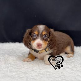 Rascal - Chocolate and tan male Dachshund puppy in Nashville, Arkansas from Cuddles n Curls