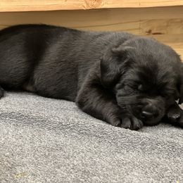 Labrador Retriever Puppies from Butlertown Labs