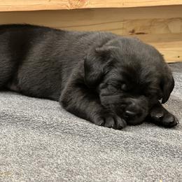 Labrador Retriever Puppies from Butlertown Labs
