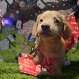 Winnie - Cream female Dachshund puppy in Florida from Doxie Rugrats