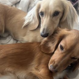 Dachshunds from Agape Dachshunds