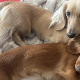 Dachshunds from Agape Dachshunds