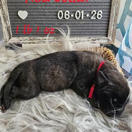 Boy 4 - Brindle male Mastiff puppy in Linton, Indiana from Riggins Mastiffs and Danes