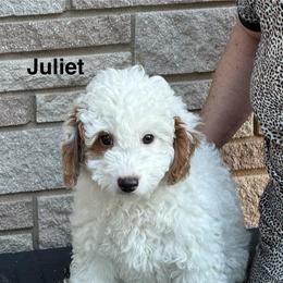 Juliet - Parti female Goldendoodle puppy in Danville, Virginia from Stella’s Stunning Goldendoodles of VA