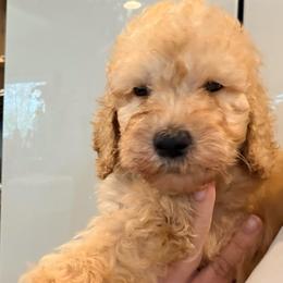 Henry - Apricot male Goldendoodle puppy in Macclenny, Florida from Baker County Goldendoodles