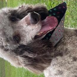 Dwight - Poodle