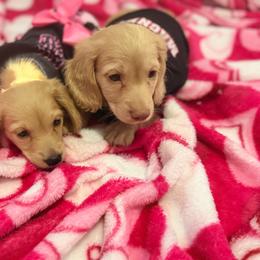 Babe - Cream male Dachshund puppy in Magnolia, Texas from Carrie’s Countryside Dachshunds