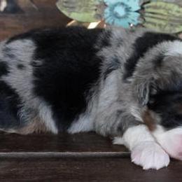 Jenny BMM Most White - Blue merle male Aussiedoodle puppy in Lawton, Oklahoma from Lindsey’s Aussies