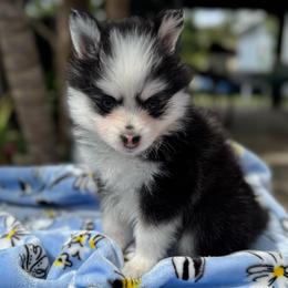 Aries - Black and white female Pomsky puppy in Homeland, California from Lara's Ranch Pomskies