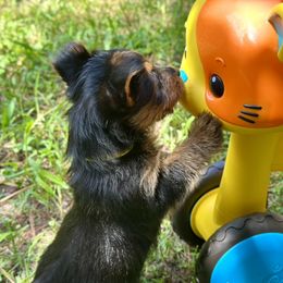 Australian Terrier Puppies from Firewalker Australian Terriers