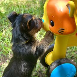 Australian Terrier Puppies from Firewalker Australian Terriers