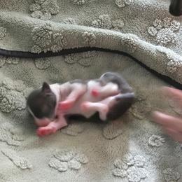 Italian Greyhound Puppies from Fisher Link