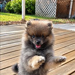 Bluey - Wolf sable male Pomeranian puppy in Fort Worth, Texas from Picture Perfect Poms