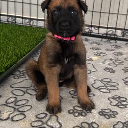 Ahsoka (Hot Pink) - Mahogany female Belgian Malinois puppy in Buckeue, Arizona from Légende Vivante Du Chief Kennel
