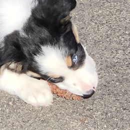 Border Collie Puppies from Burke BC’s
