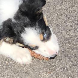 Border Collie Puppies from Burke BC’s