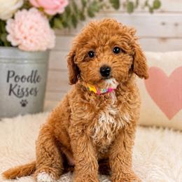 Breeze - Red  male Poodle puppy in Wharton, Texas from In the Red Poodles