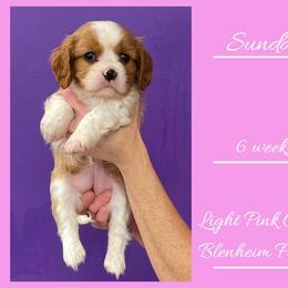 Sunday - Blenheim female Cavalier King Charles Spaniel puppy in Willmar, Minnesota from Starlite Cavaliers