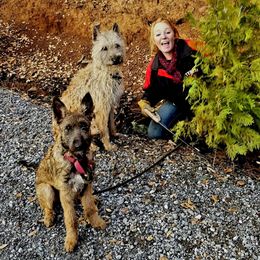 Belgian Laekenois Puppies from Cal Curly Coats Belgian Laekenois