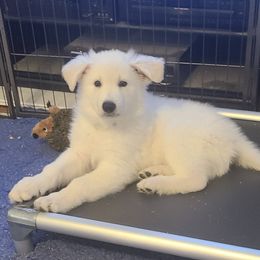 Berger Blanc Suisse Puppies from Absolute Dream White Swiss Shepherds
