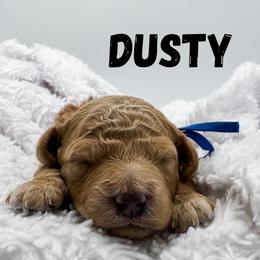 Dusty - Apricot male Goldendoodle puppy in Eagle Mountian, Utah from The Puppy Family