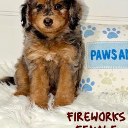 Fireworks - Merle female Bernedoodle puppy in Beecher, Illinois from Erica’s Doodles