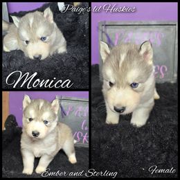 Monica - Gray and white female Siberian Husky puppy in Bloomfield, Indiana from Paiges lil huskies