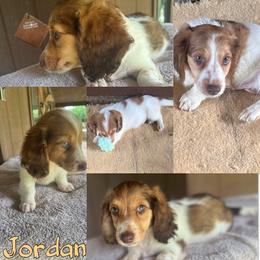 Jordan - Piebald male Dachshund puppy in Hooks, Texas from The Gentle Kennels