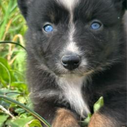 Runt - Black tri-color female Australian Shepherd puppy in Oakland City, Indiana from Moonlightaussies
