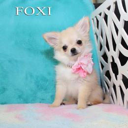Foxi - Cream female Chihuahua puppy in Mesa, Arizona from Arizona Dream Chihuahuas