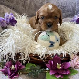 Jasper - Ruby male Cavalier King Charles Spaniel puppy in Orrville, Ohio from Heart of a Cavalier