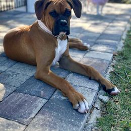 Boxer Puppies from Starlight Boxer Corner