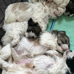 Maltipoos from Maltipoo Rehoming