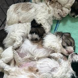 Maltipoos from Maltipoo Rehoming