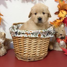 Mr Red - Golden male Golden Retriever puppy in Overton, Nevada from Sinfully Sweet Kennel