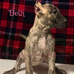 Beth Dutton - Tiger female Perro de Presa Canario puppy in El Paso, Texas from Mesquite Creek Kennels